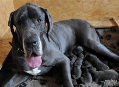 Hania, a four year old Great Dane feeds her three day old puppies in the Warsaw suburb of Nowa Iwiczna, Thursday, March 17, 2011.