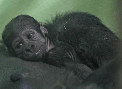 This baby gorilla was born in Dublin Zoo on Sunday, weighing just 1.81kg. So far keepers can't tell if it's male or female because mum Lena is keeping baby close to her chest.