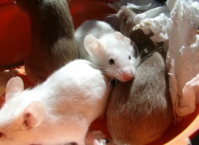 Mice were hidden in a bag in the ceiling