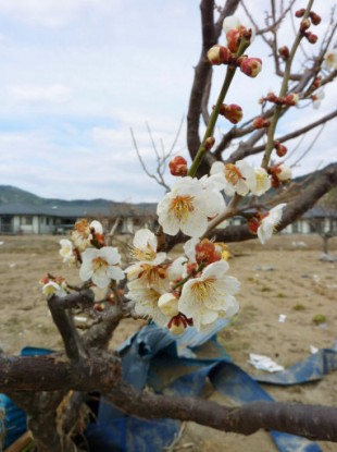 Plum tree flowers are blooming in the quake-hit Ishinomaki, Miyagi Prefecture, on April 3, 2011, about three weeks after the earthquake and tsunami disaster.
