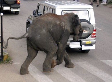 A wild elephant attacks a vehicle on a street in Mysore, in the southern Indian state of Karnataka, Wednesday, June 8, 2011.