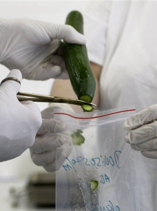 Laboratory workers take samples from a cucumber for a molecular biological test in Brno, Czech Republic.