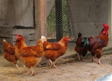 The factory was manufacturing fertiliser pellets from chicken manure