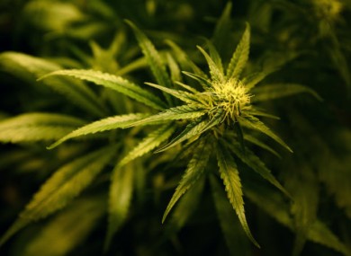 File photo of a cannabis plant.