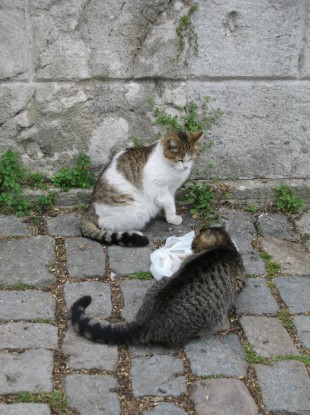 Feral cats like these have been causing a diplomatic headache for the US's new ambassador in Afghanistan.