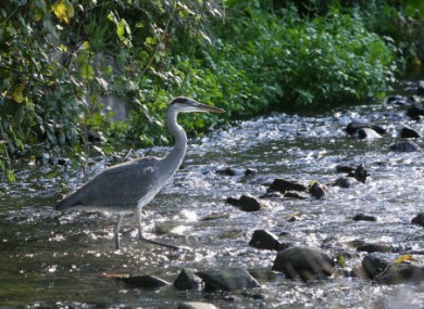 A Heron in the Tolka river in Dublin today where Salmon have returned to the once heavily polluted area.