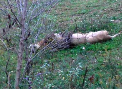 In a Tuesday Oct. 18, 2011 photo, a dead lion lies by the fence on Terry Thompson's farm near Zanesville, Ohio.