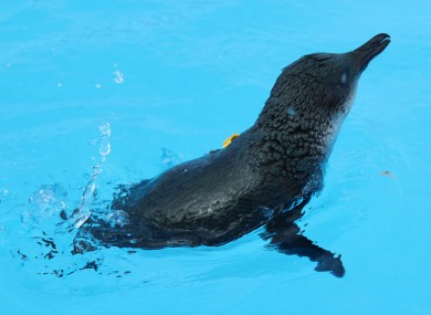 A penguin who was found in the Bay of Plenty covered in oil - it has since been cleaned up