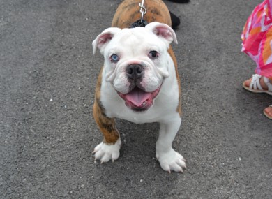 Bulldogs: dangerous when armed.