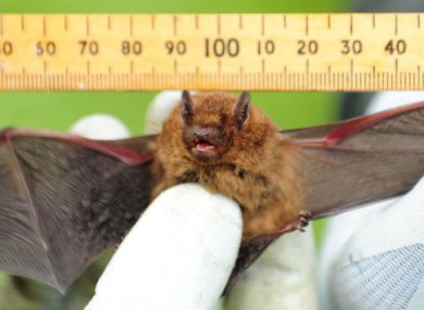 This common or Soprano bat was pictured in Northumberland, England but the species are also found in Ireland.