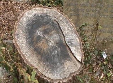 The stump.