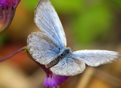 Mutant butterfly posed by model