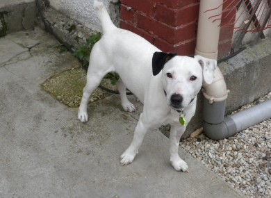 Ethan the dog: soon to be renamed 'Lucky', no doubt.