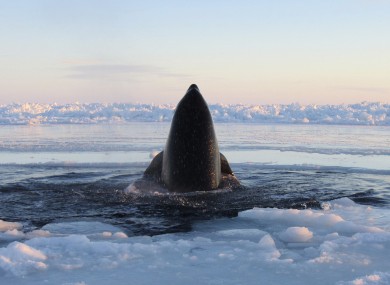 A killer whale surfaces through a small hole in the ice near Inukjuak, in Northern Quebec