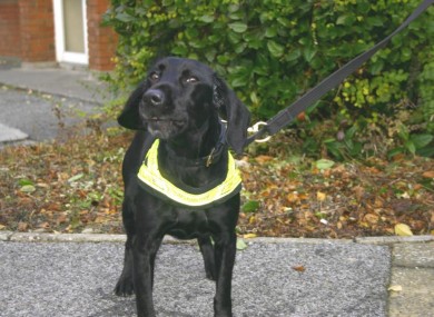 One of Revenue's sniffer dogs.