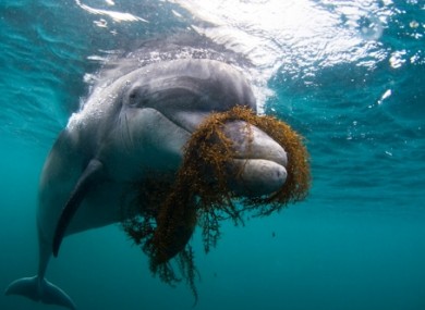 Dusty the Dolphin