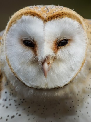 Common Barn Owl.