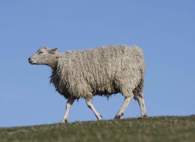 Not the actual sheep in question.