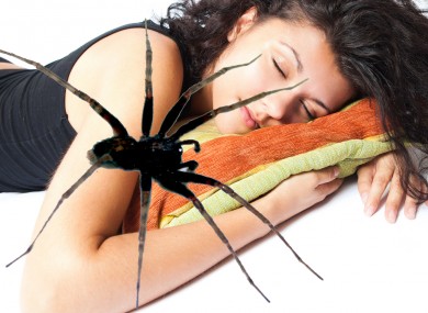 A spider pays a woman an unwelcome midnight visit