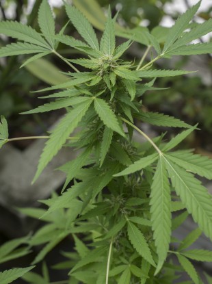 File photo of cannabis plant