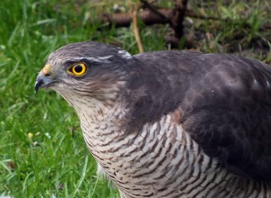 File photo of a sparrowhawk