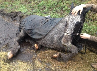 One of the horses rescued.