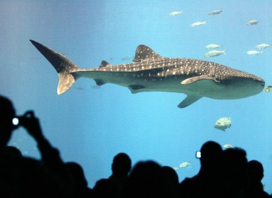 A whale shark swimming in Georgia Aquarium.