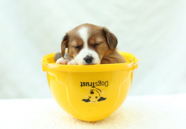 websites to sell puppies new puppy centre built to deal with ireland s abandoned crisis websites to sell puppies new puppy centre built to deal with ireland s abandoned crisis