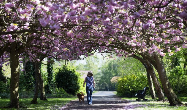 cherry tree journal here s what happened today friday 183 thejournal ie cherry tree journal here s what happened today friday 183 thejournal ie