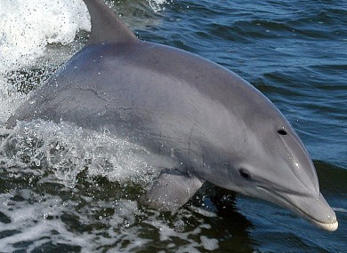File photo of a bottlenose.