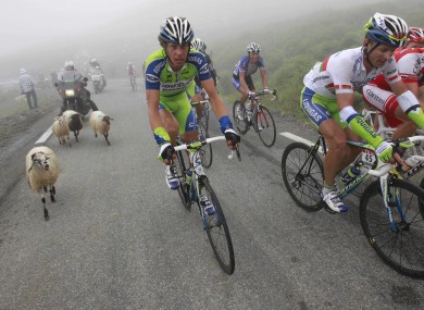 They're watching ewe: Sheep on the Tour de France.