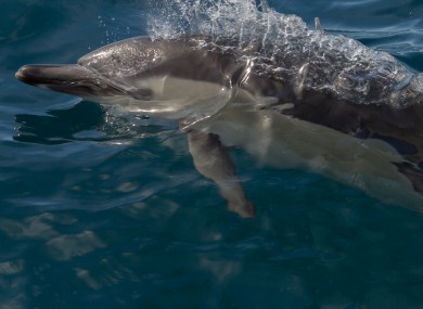 File photo of a Common Dolphin.