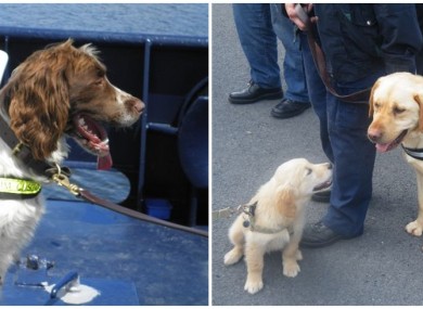 Revenue detection dogs Harvey (left), Frankie (right) and Ben assisted in the operation.