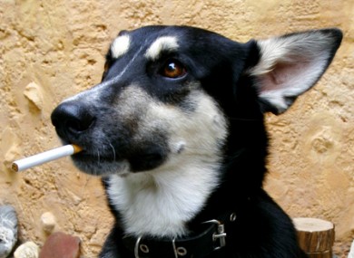 Presumably the pets will not have to smoke it.