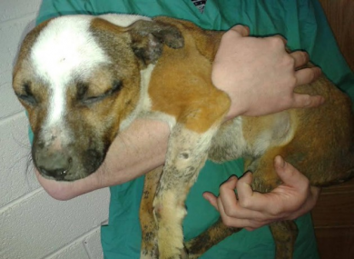A case of animal cruelty in Kildare