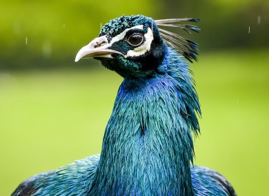 Springtime weather: a peacock is drenched during a heavy downpour in Devon.