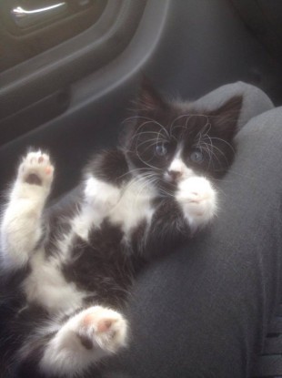 Button, one of the shelter's residents