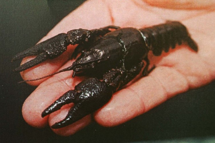 How much is a bag of crayfish in oron in 2021 image