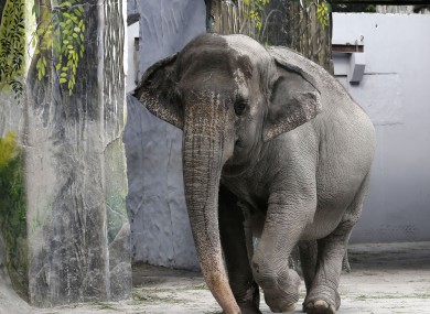 Photo: File picture, not the elephant involved