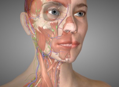 One of the models from Essential Anatomy 5, one of 3D4Medical's most successful apps.