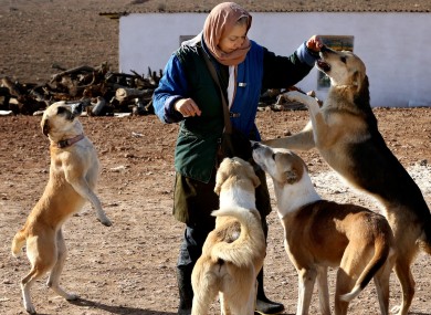 A visitor playing with dogs at an animal shelter outside of Tehran in 2014