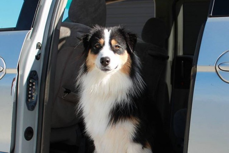 australian shepherd yoga video this dog has absolutely nailed irish dancing and people are in love australian shepherd yoga video this dog has absolutely nailed irish dancing and people are in love