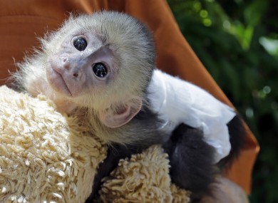 File photo - not of actual monkeys