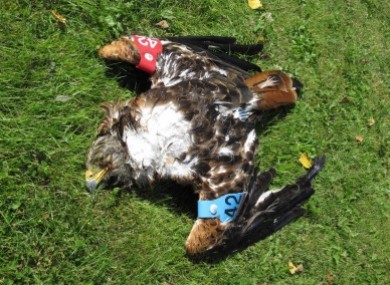 An image of the red kite found by the NPWS ranger.