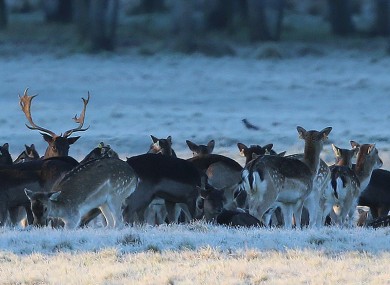 Deer in the Phoenix Park in January: a severe frost is expected tonight.