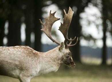 Deer may or may not be one of the reasons people like the Phoenix Park area so much