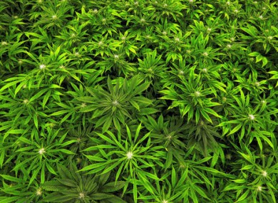 Medical marijuana cultivation centre in Albion, Illinois