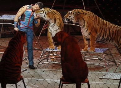 Big cat trainer Alexander Lacey hugs one of the tigers during the final show of the circus.