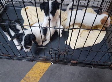 The puppies which were seized today.