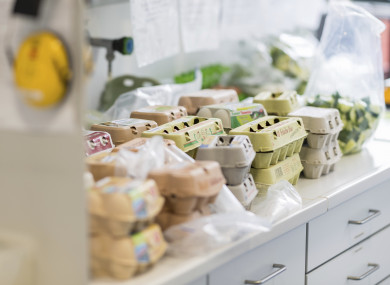 Some of the eggs which are being tested at German labs.
